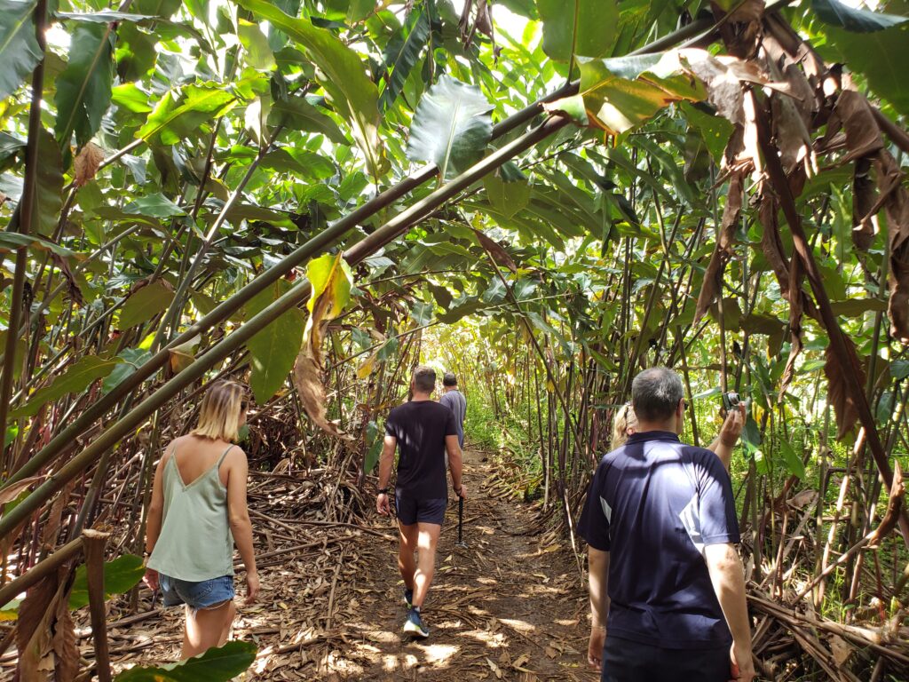 Tourists on an excusion exploring nature in Moorea, French Polynesia.