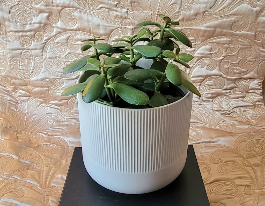 Small house plant (jade) in a beige pot.