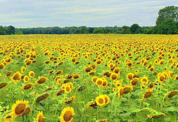 Field of sunflowers