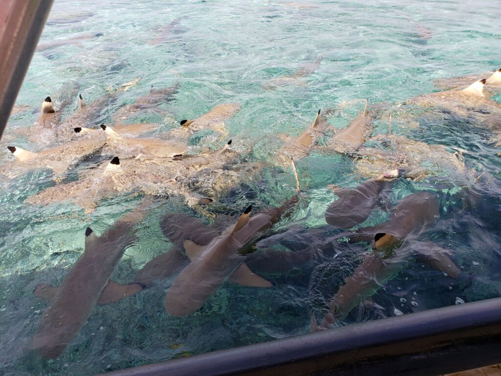 Many sharks by the boat during shark feeding on Bora Bora excursion.