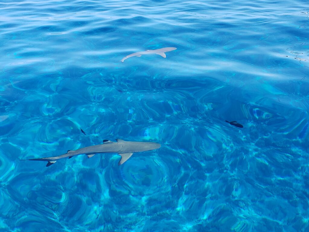 Two sharks in clear blue waters of Bora Bora.