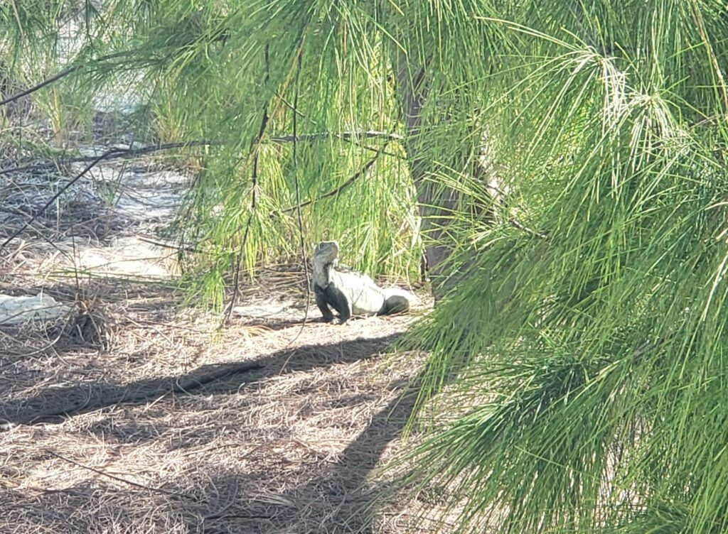 Large iguana on "Iguana Island" in Turks and Caicos amidst the trees.