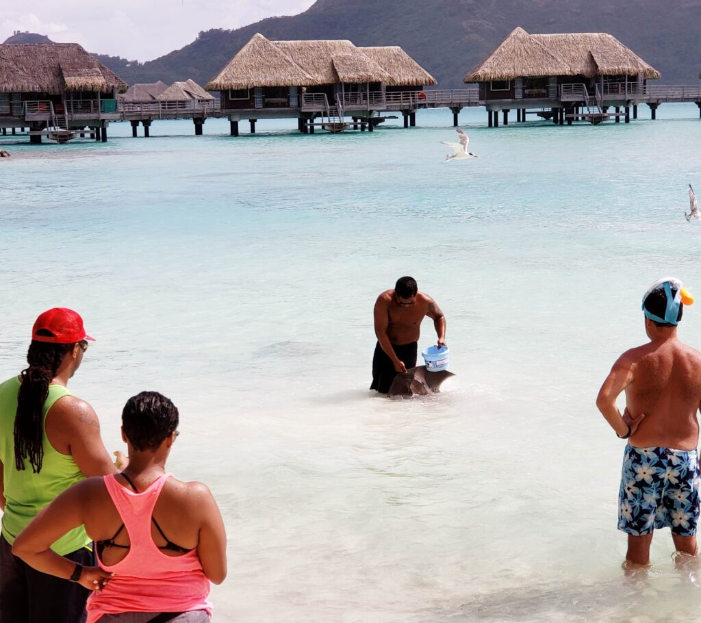 Stingray feeding at the InterContinental Bora Bora & Thalasso Spa with guests watching.