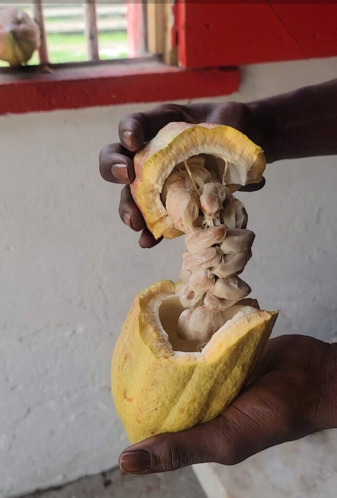 Man holding a fresh cacao fruit pod just opened, exposing cacao pulp. 