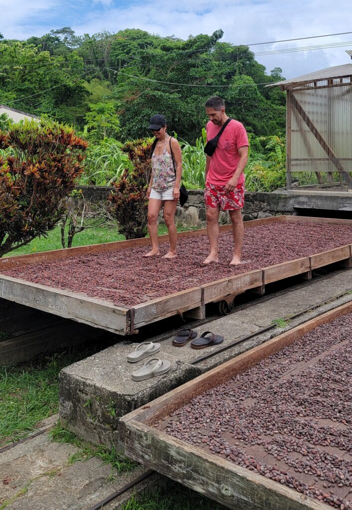 Man and woman "walking the cocoa beans" on the drying trays at Belmont Estate in Grenada.